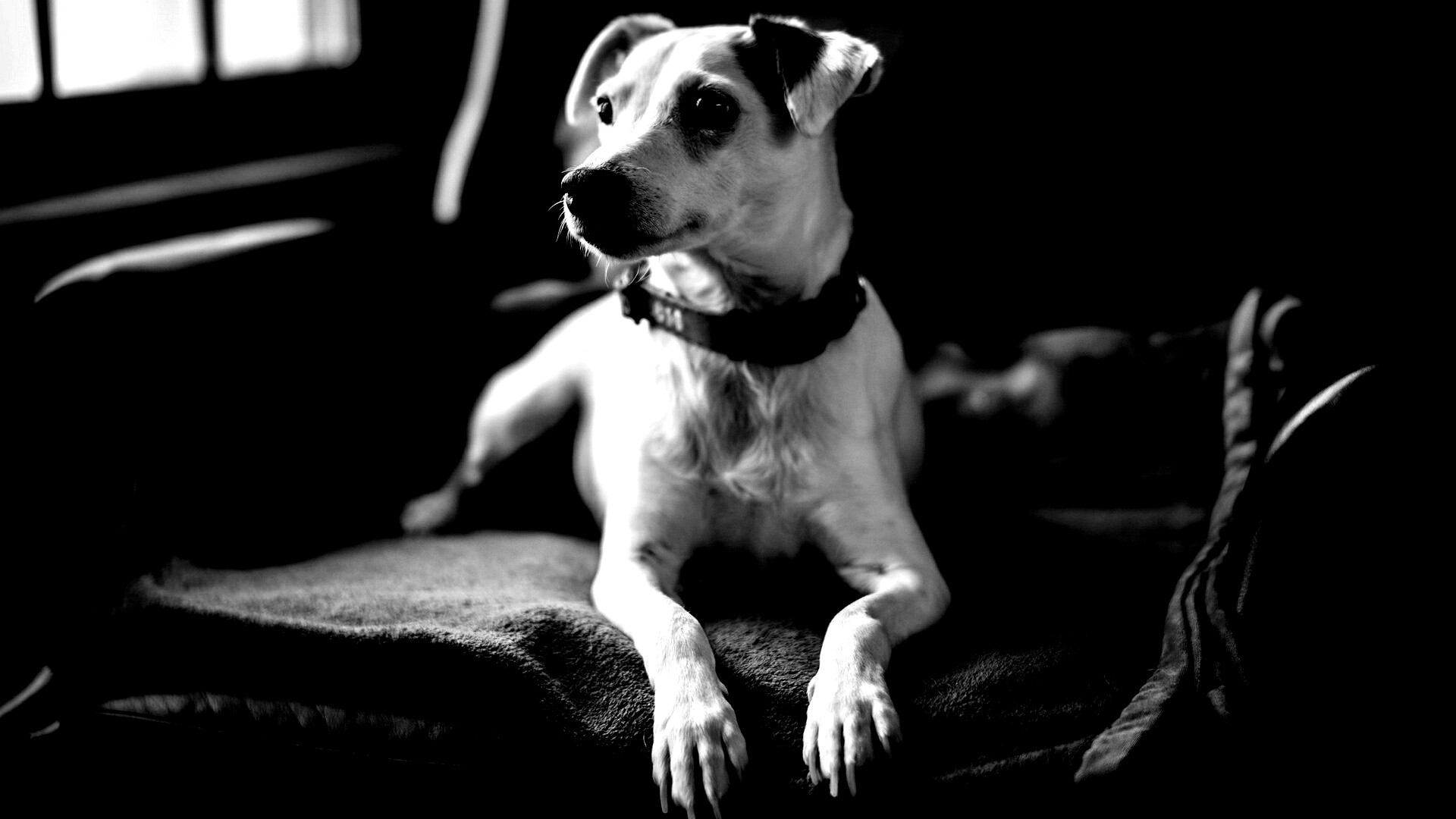 Собака на кресле обои