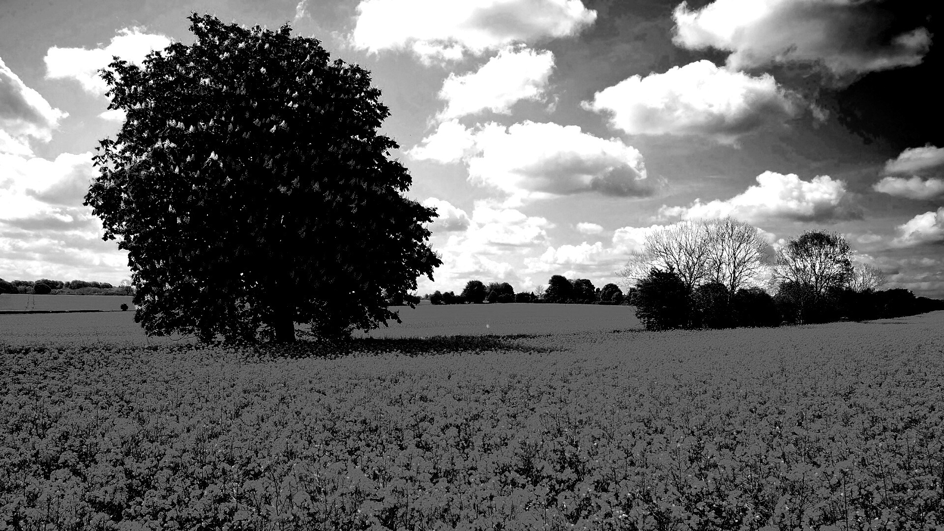 Каштан на цветочном поле обои