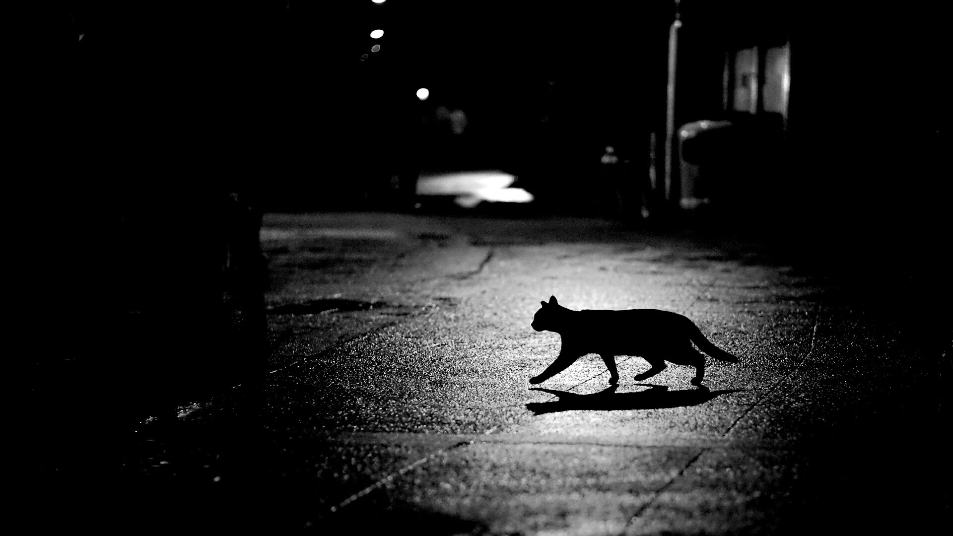 Кошка на ночной улице обои