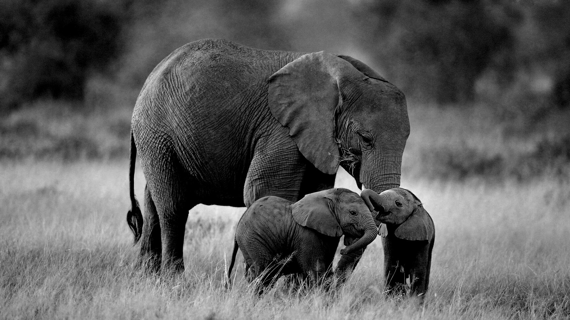 Слоны в национальном парке обои