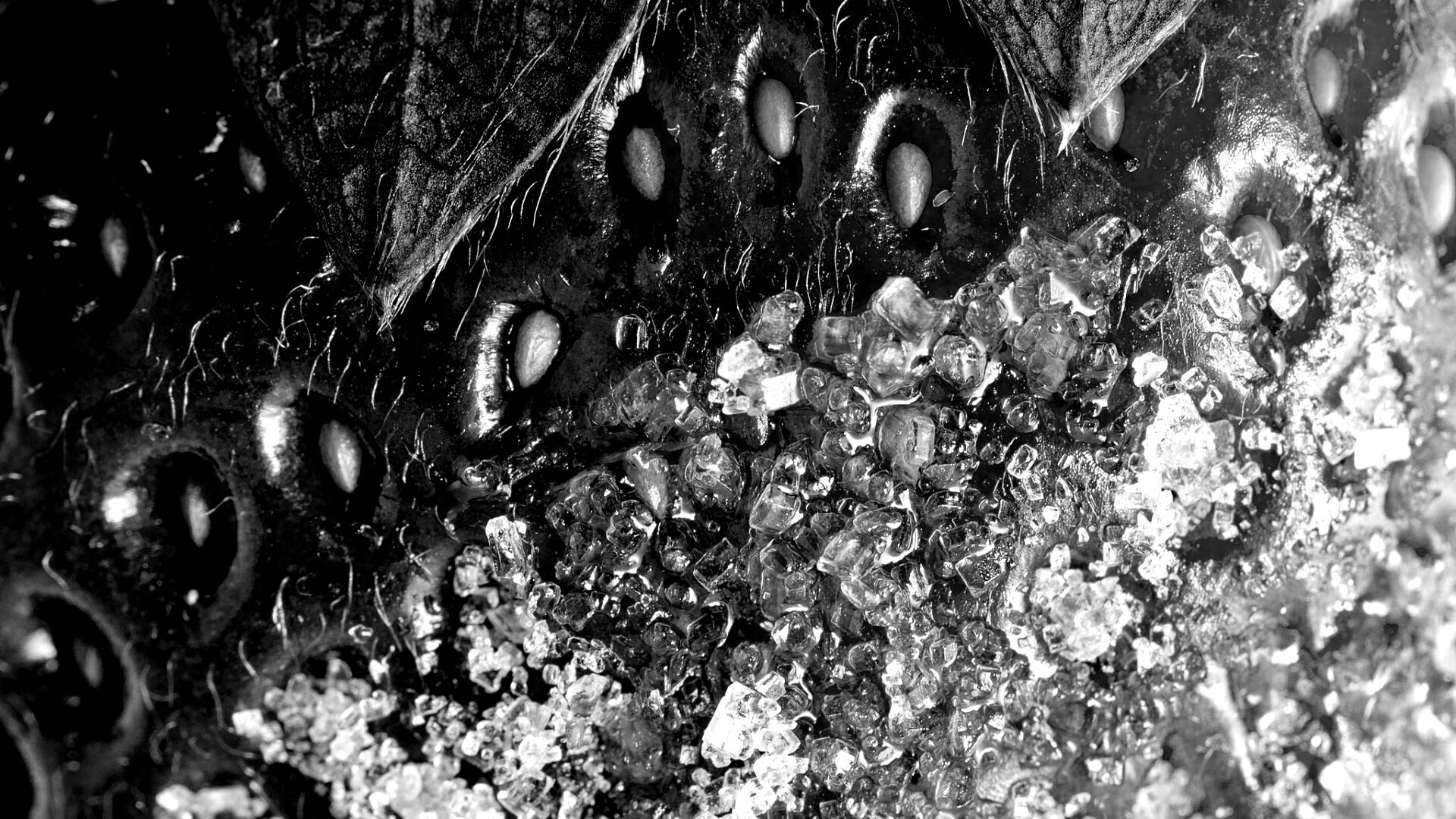 Клубника в сахаре обои