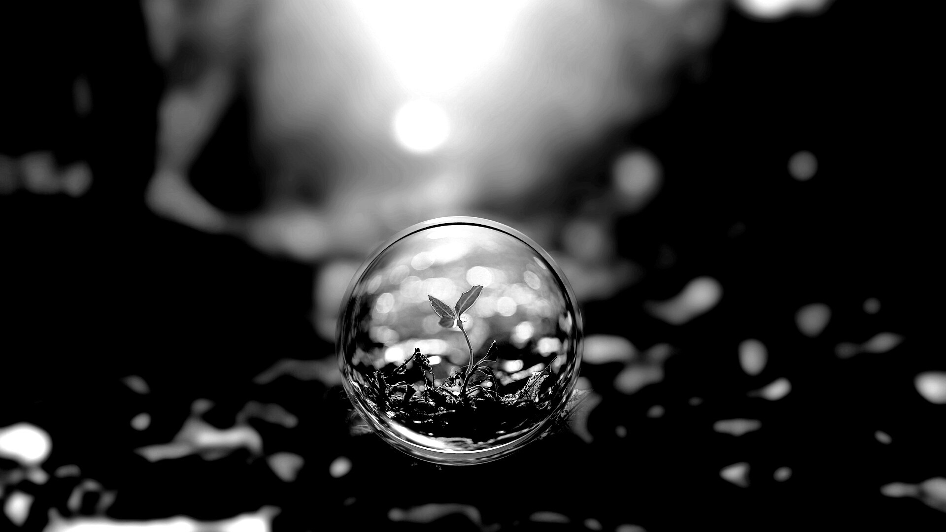 Росток в пузыре обои