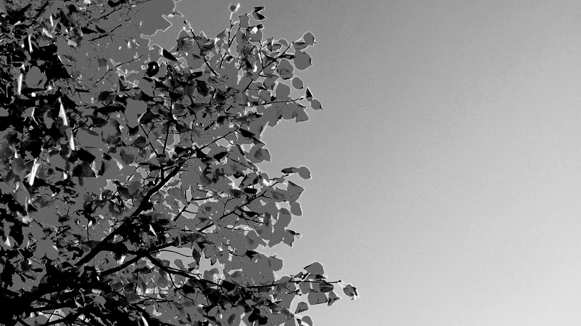 Ветви с пожелтевшими листьями на фоне неба обои