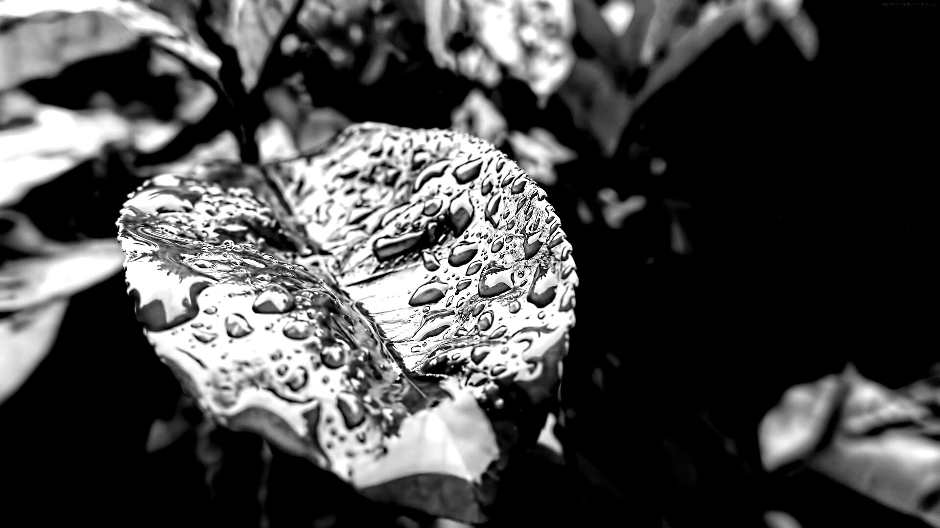 Красный лист в каплях воды обои