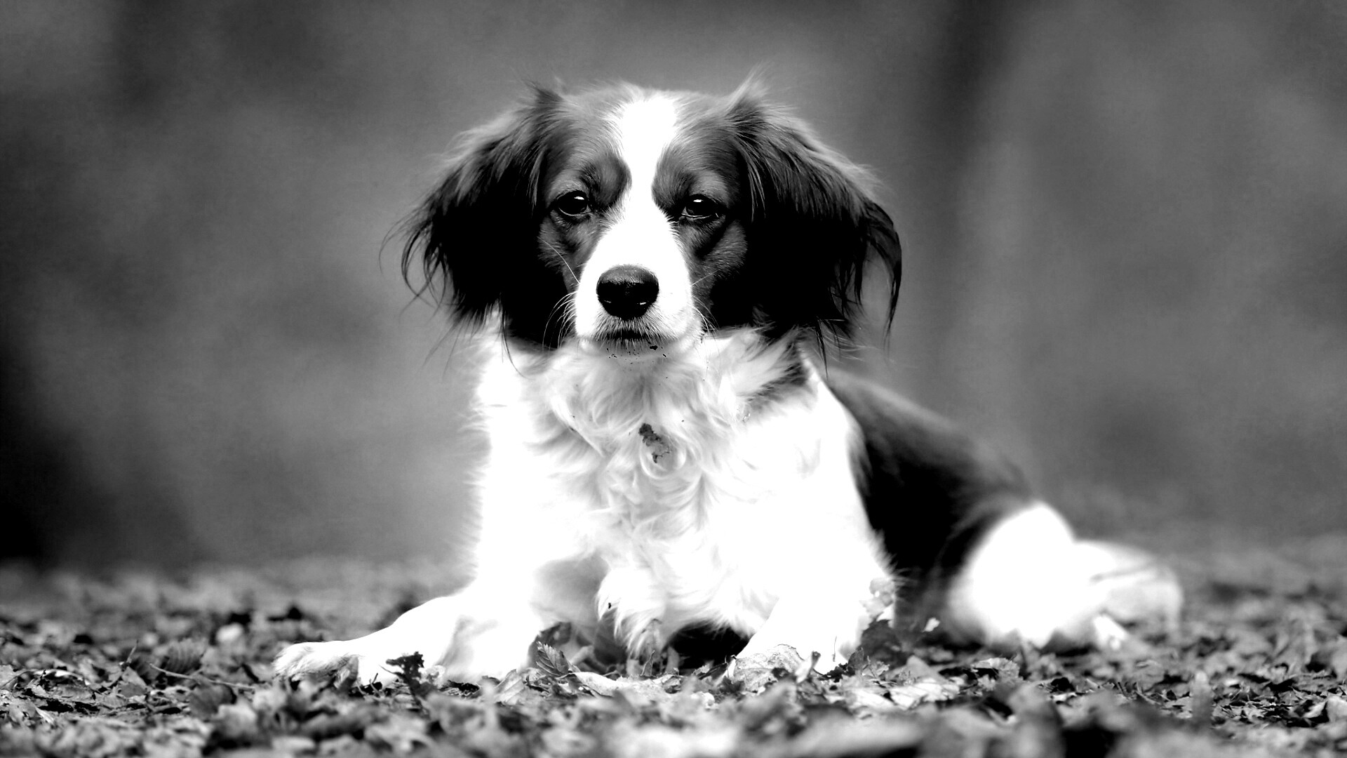 Собака на ковре из осенних листьев обои