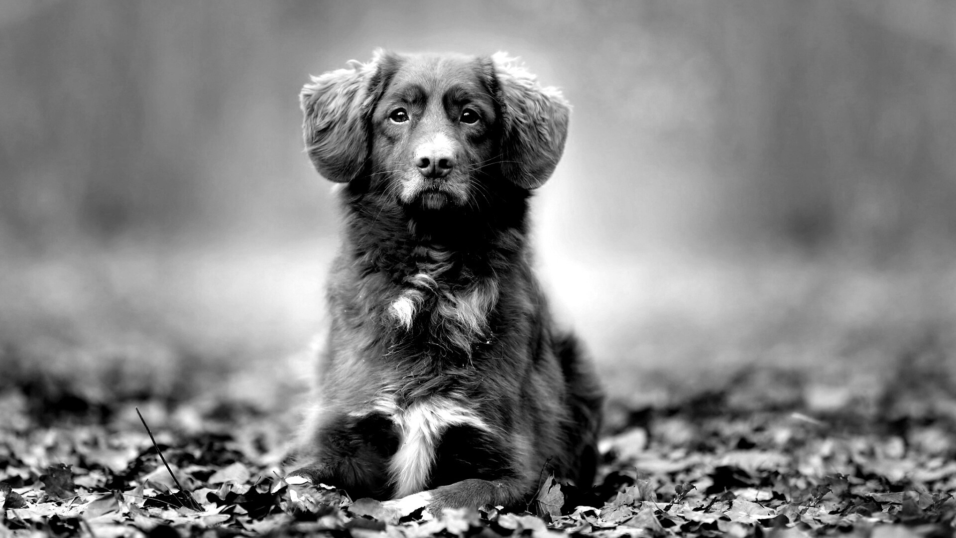 Осенний пес обои