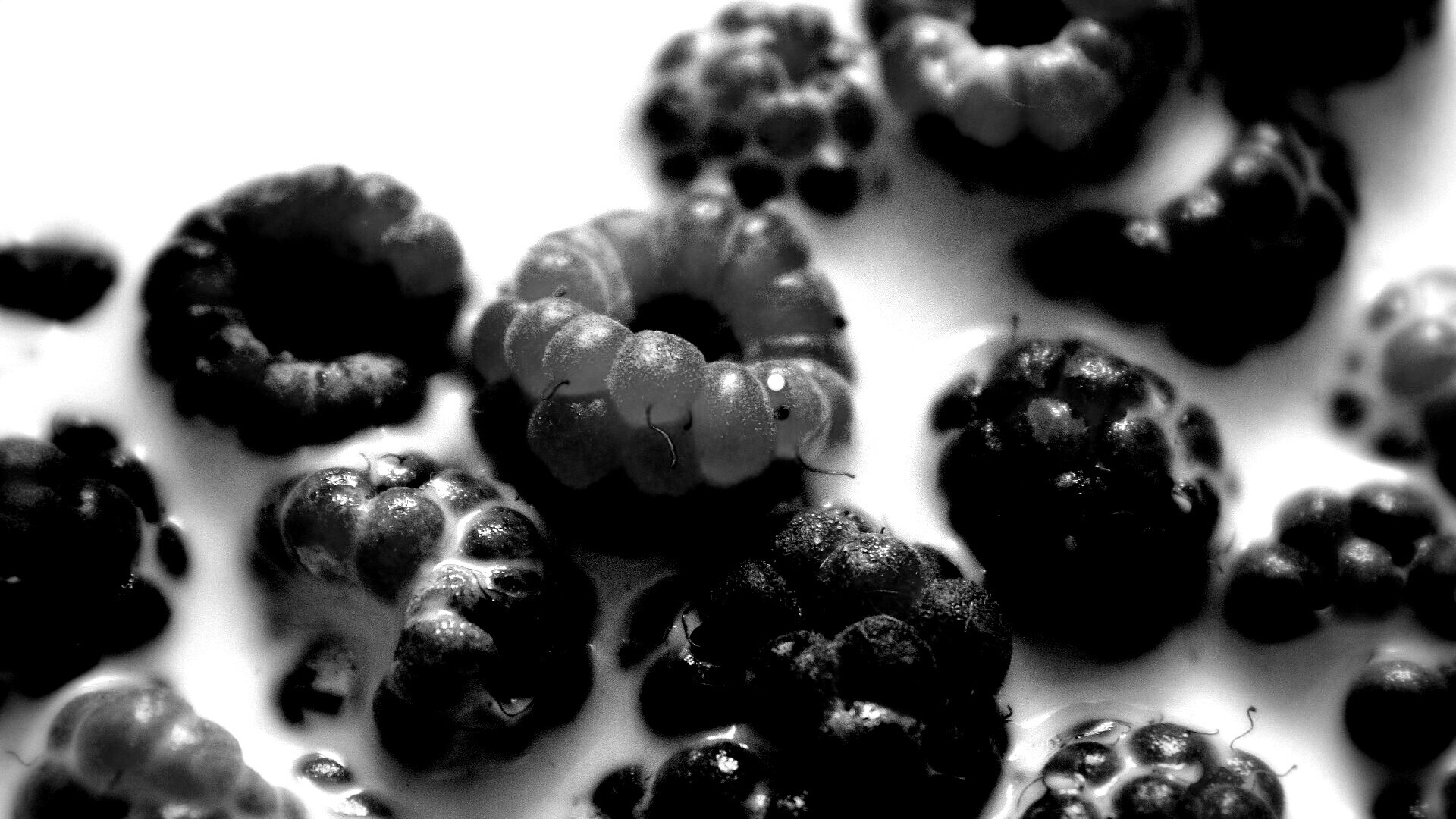 Малина в молоке обои