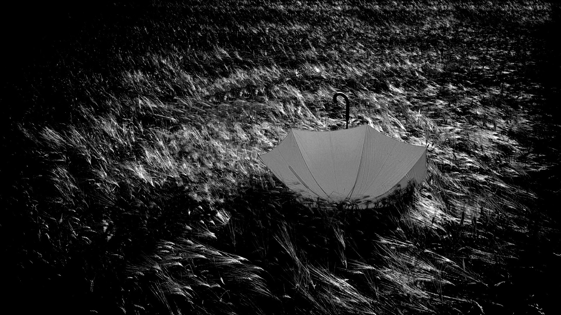 Зонт на траве обои