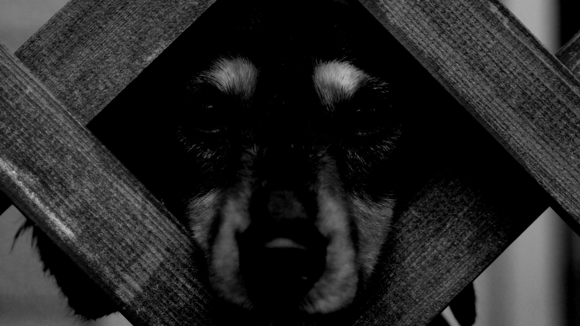 Мордочка в заборе обои