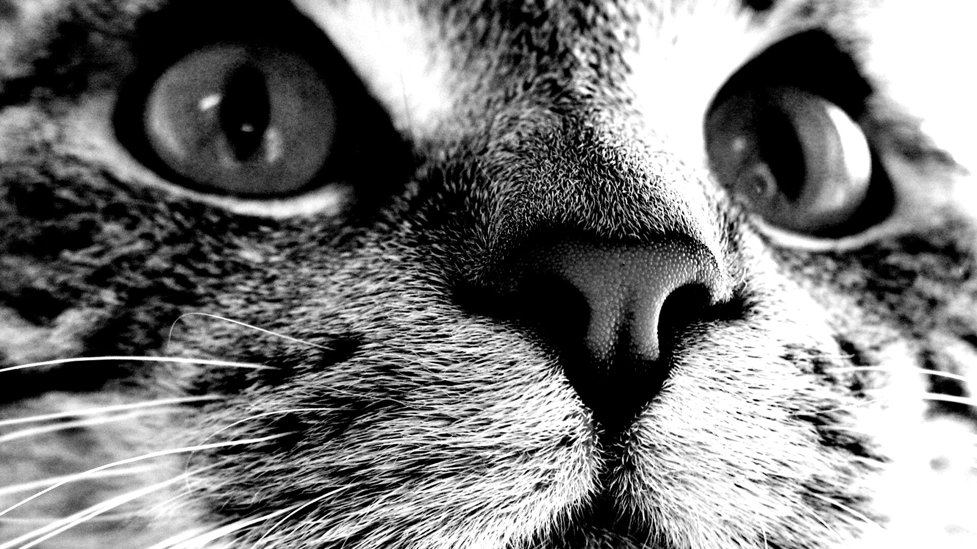 Кошачья мордочка обои