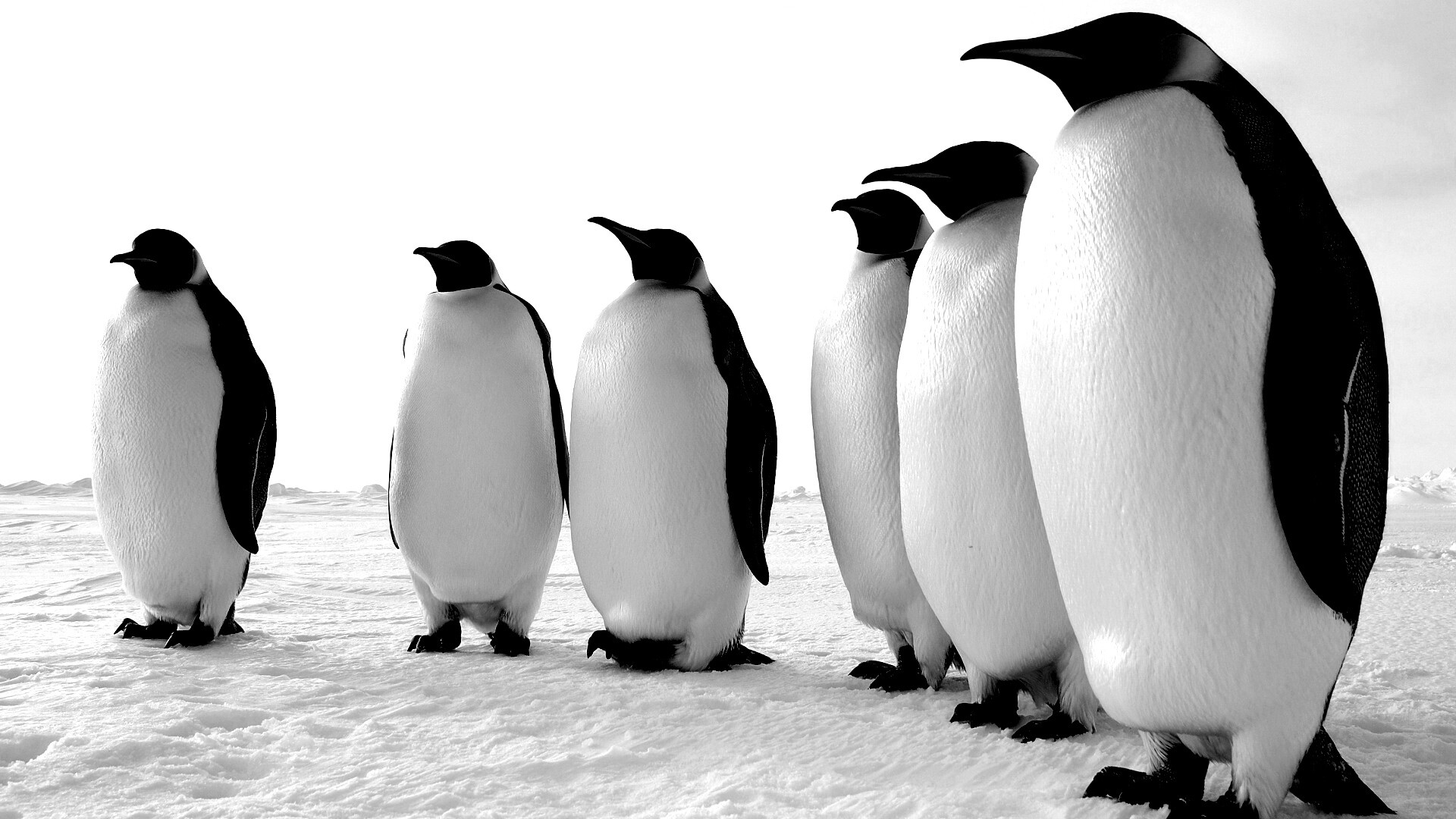 Слет пингвинов обои
