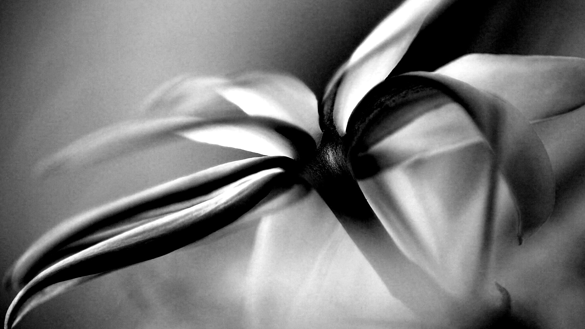 Цветок обои