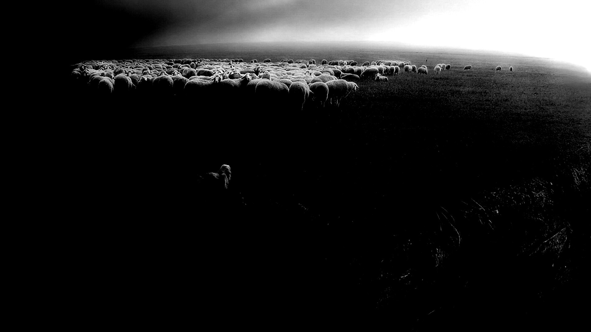 Волк и овцы обои