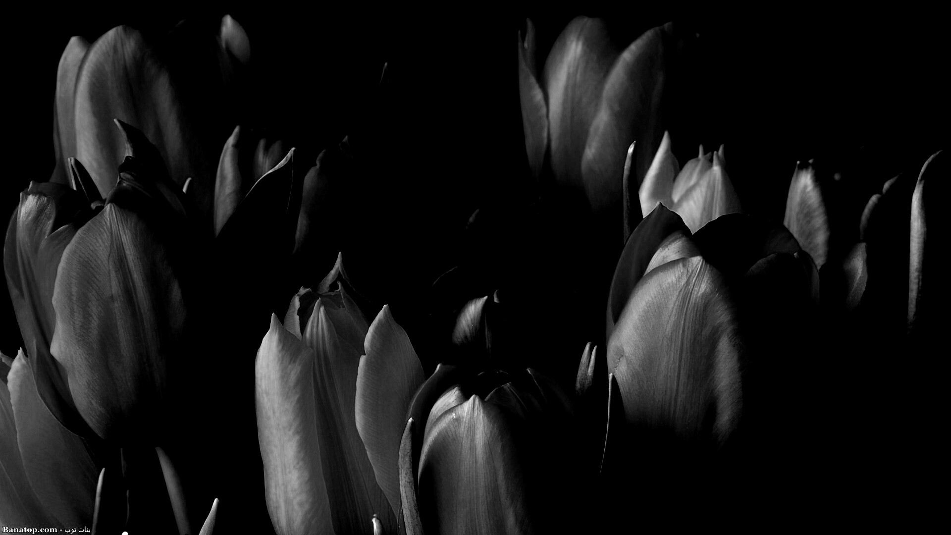 Тюльпаны обои