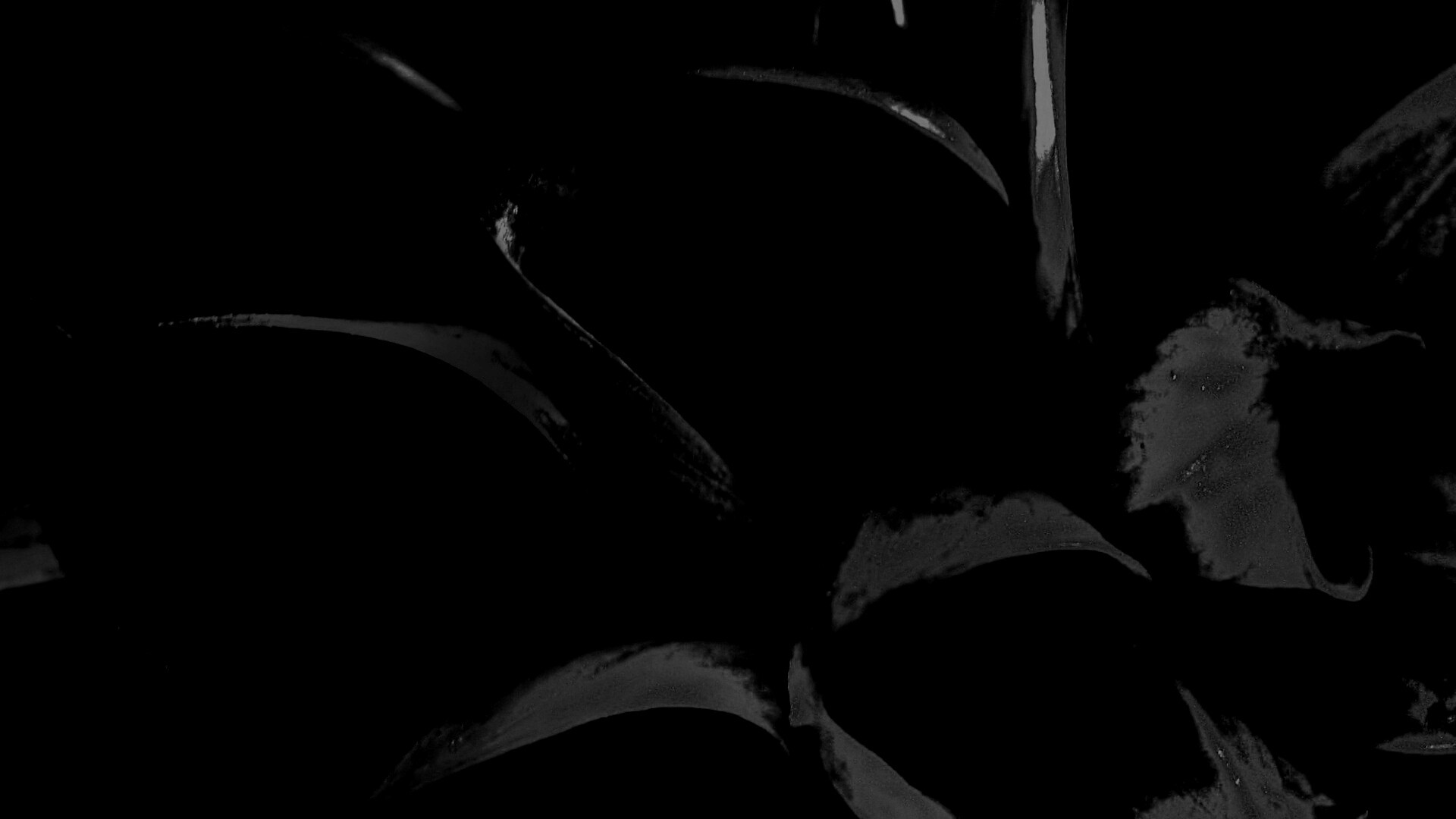 Лепестки обои