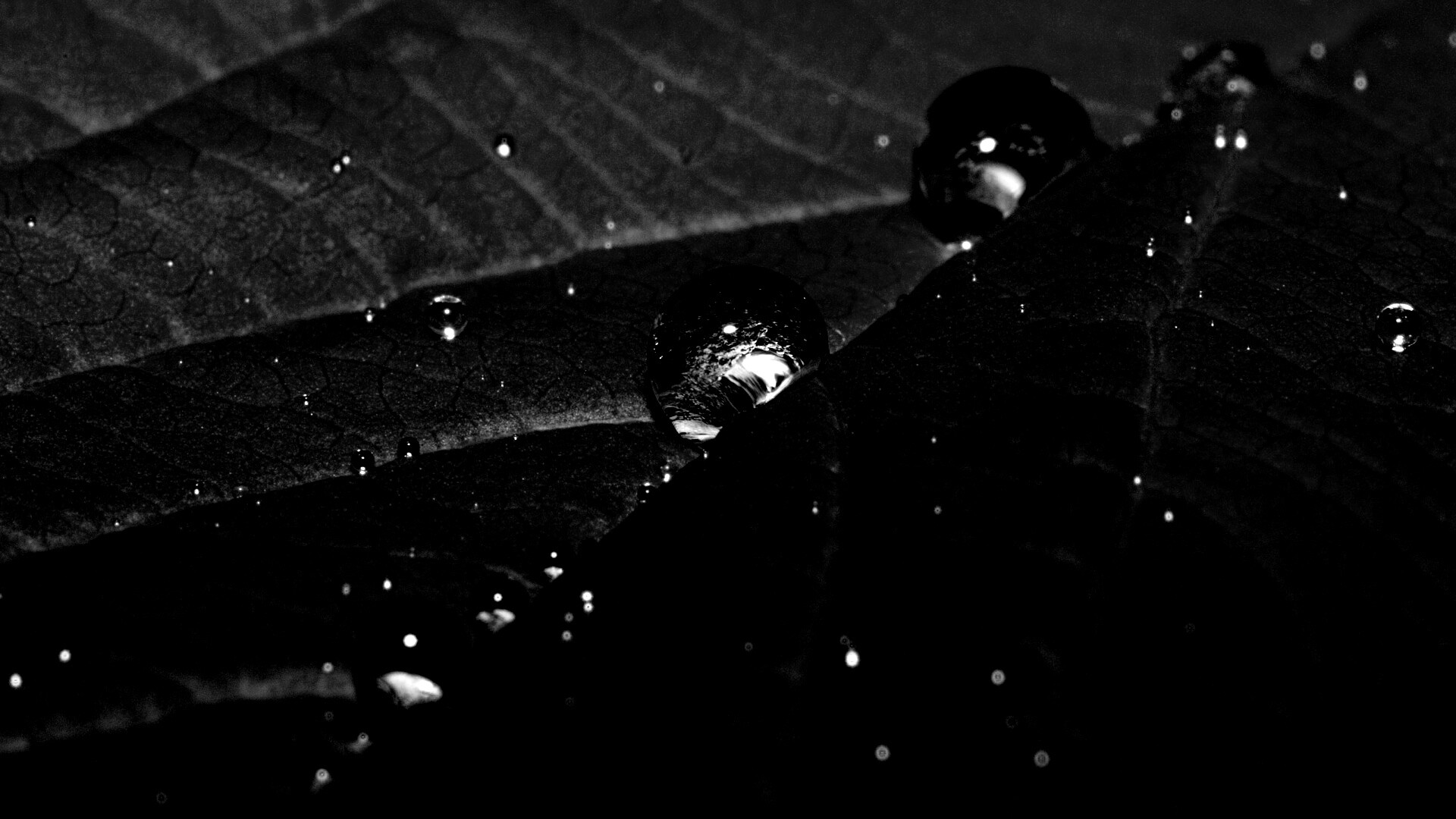 Капли на листе обои