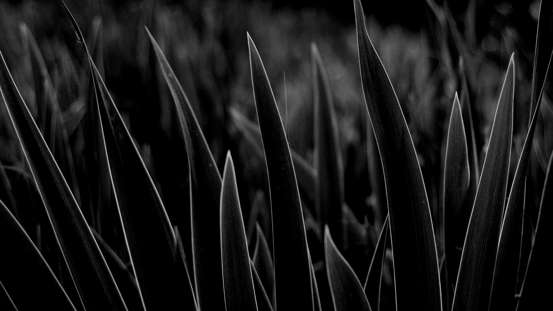 Идеальная зелень обои