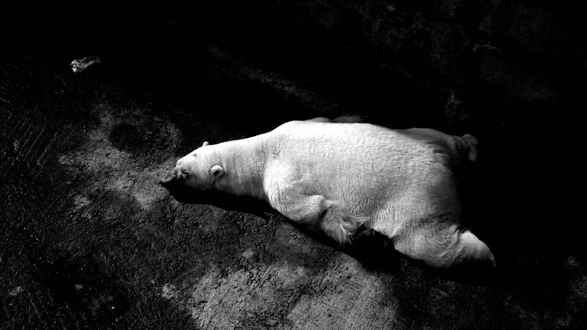 Мы можем их спасти обои