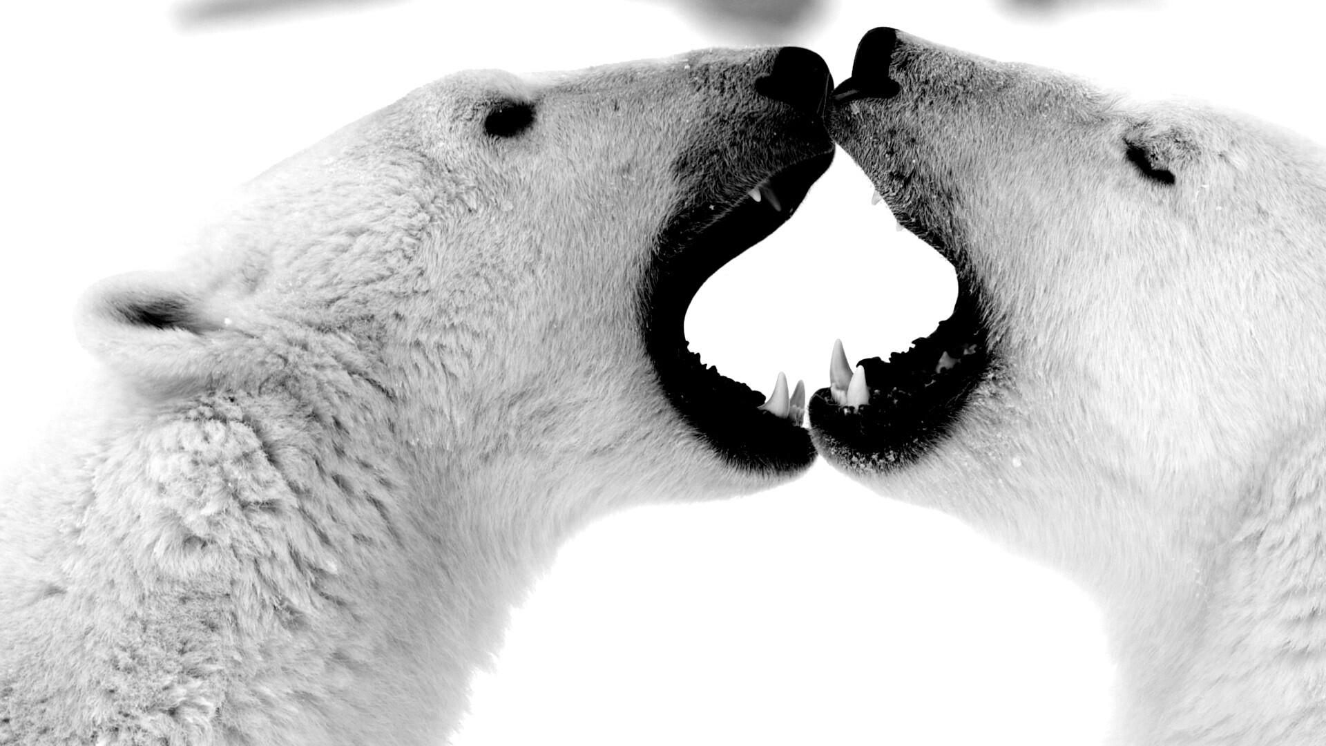 Полярные медведи обои