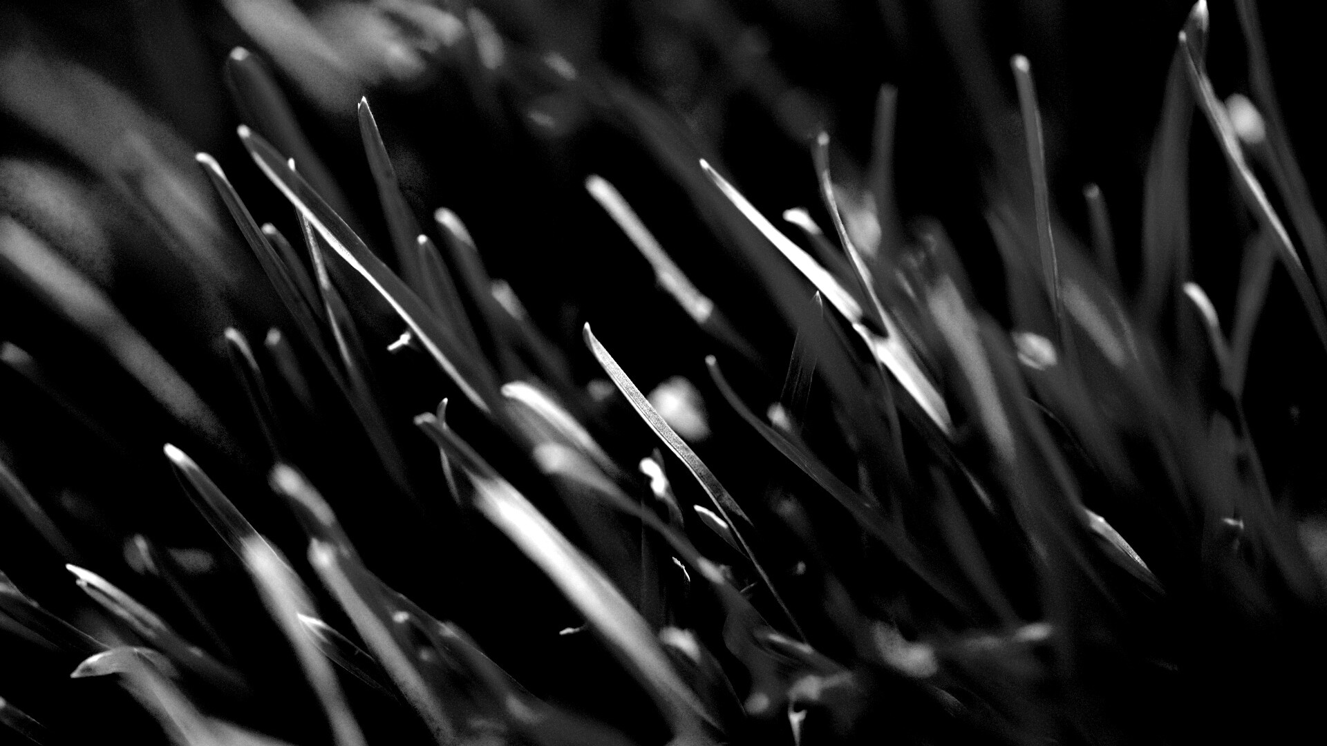 Зеленая свежая трава обои