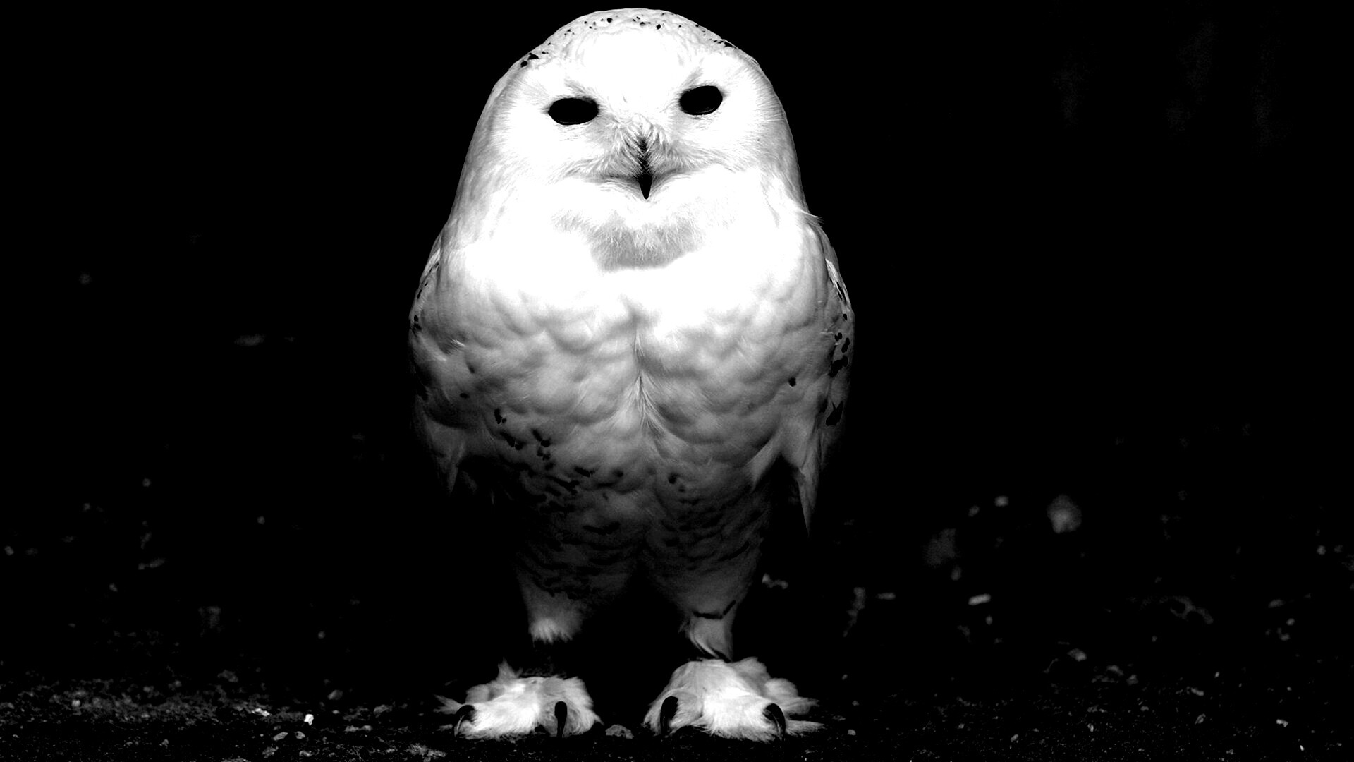 Белая сова обои