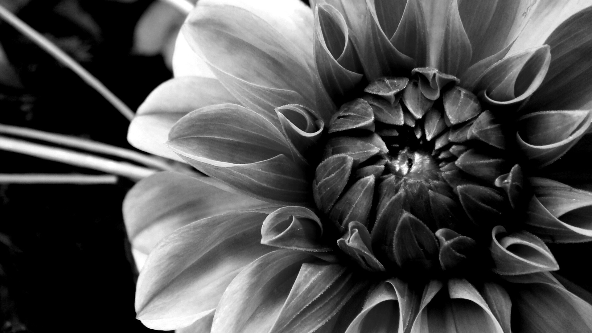 Аленький цветочек обои