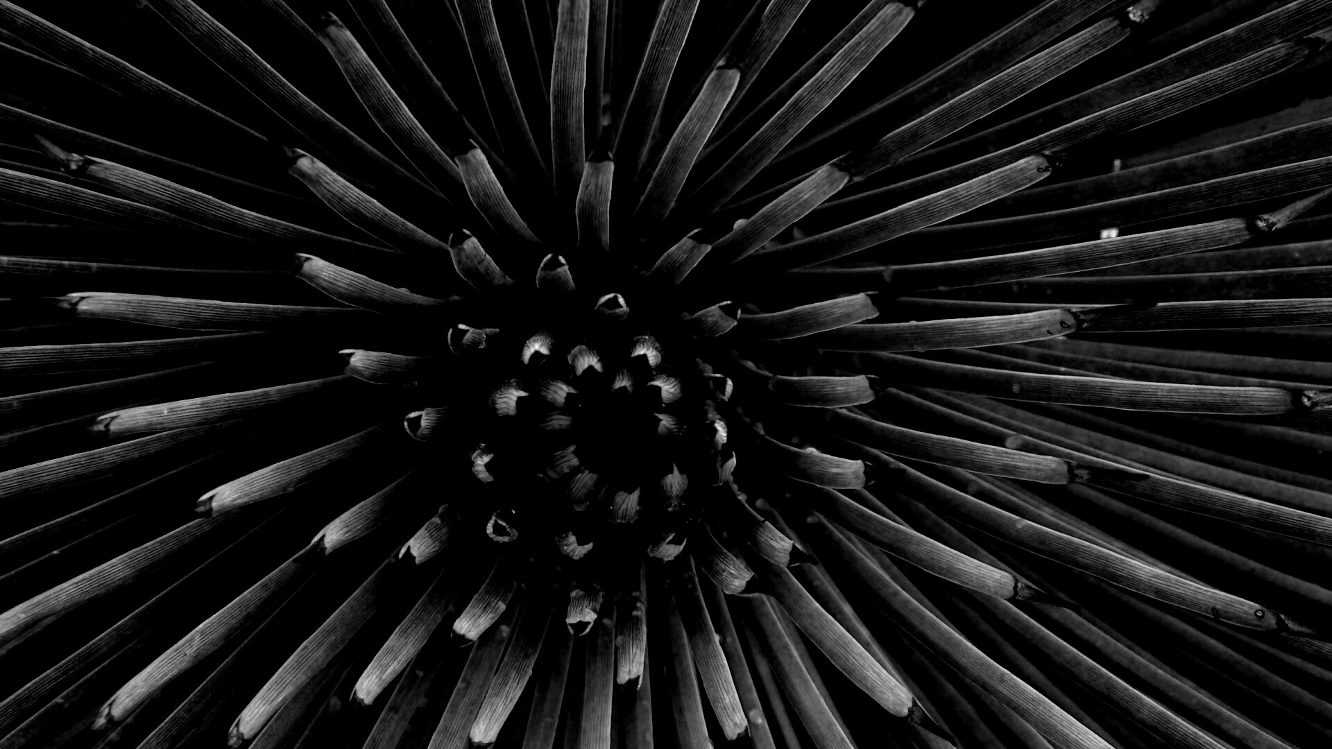 Хищный цветок обои