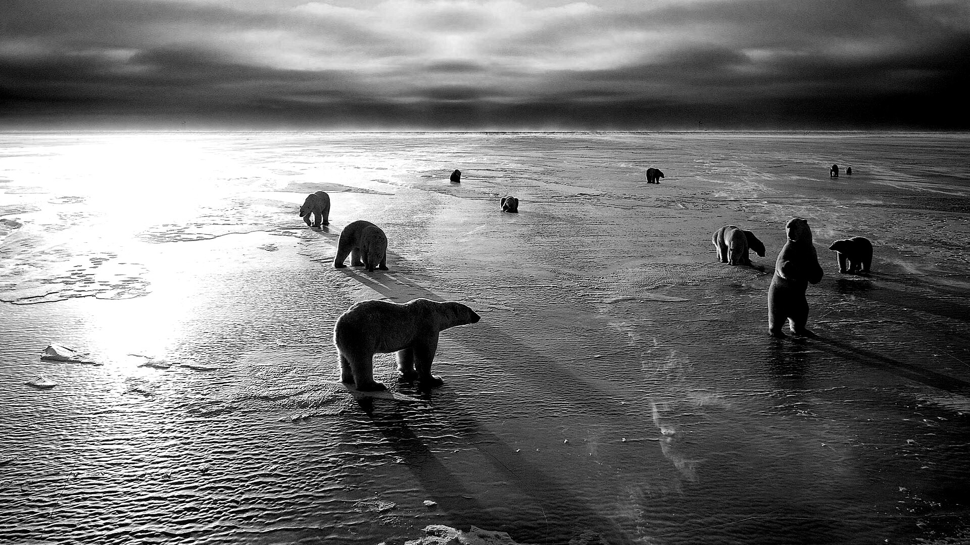 Полярные медведи обои