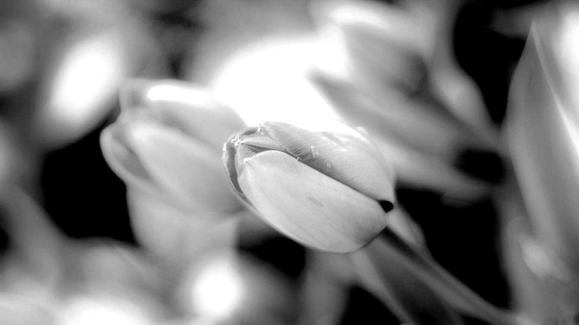 Красивый тюльпан обои