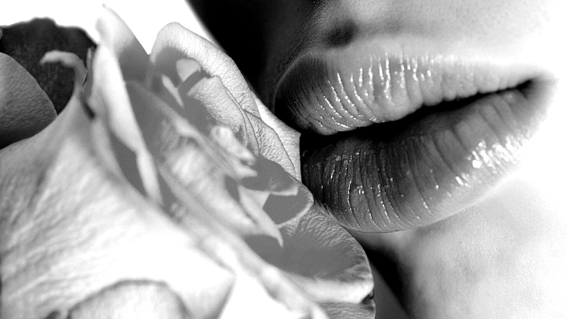 Губы девушки и роза обои