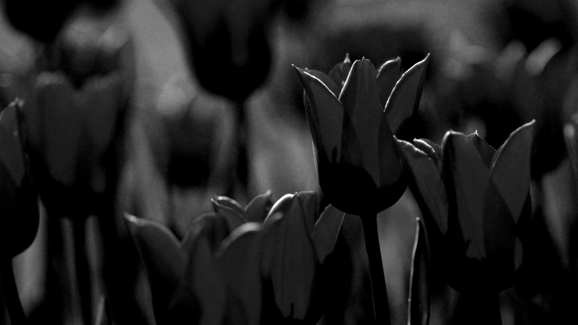 Красные цветы обои