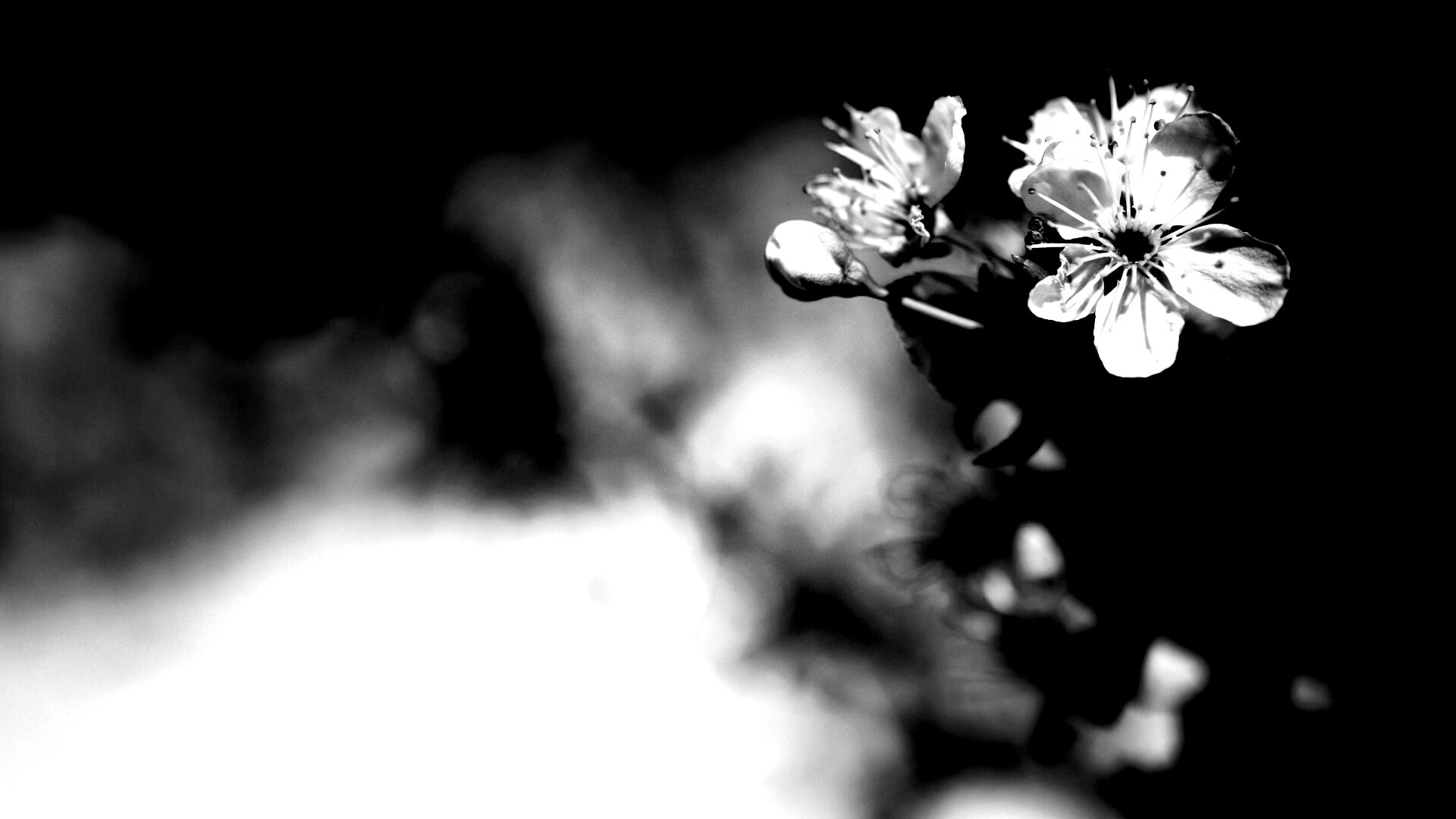 Цветок вишни обои