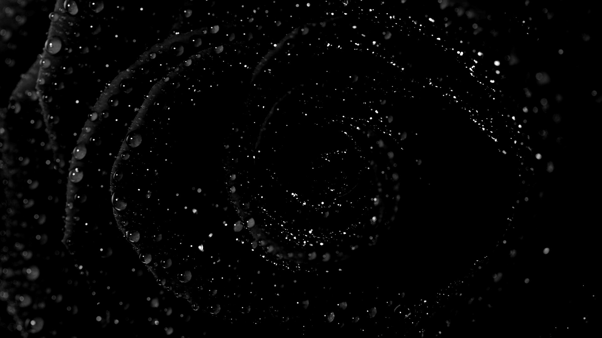 Красная роза обои