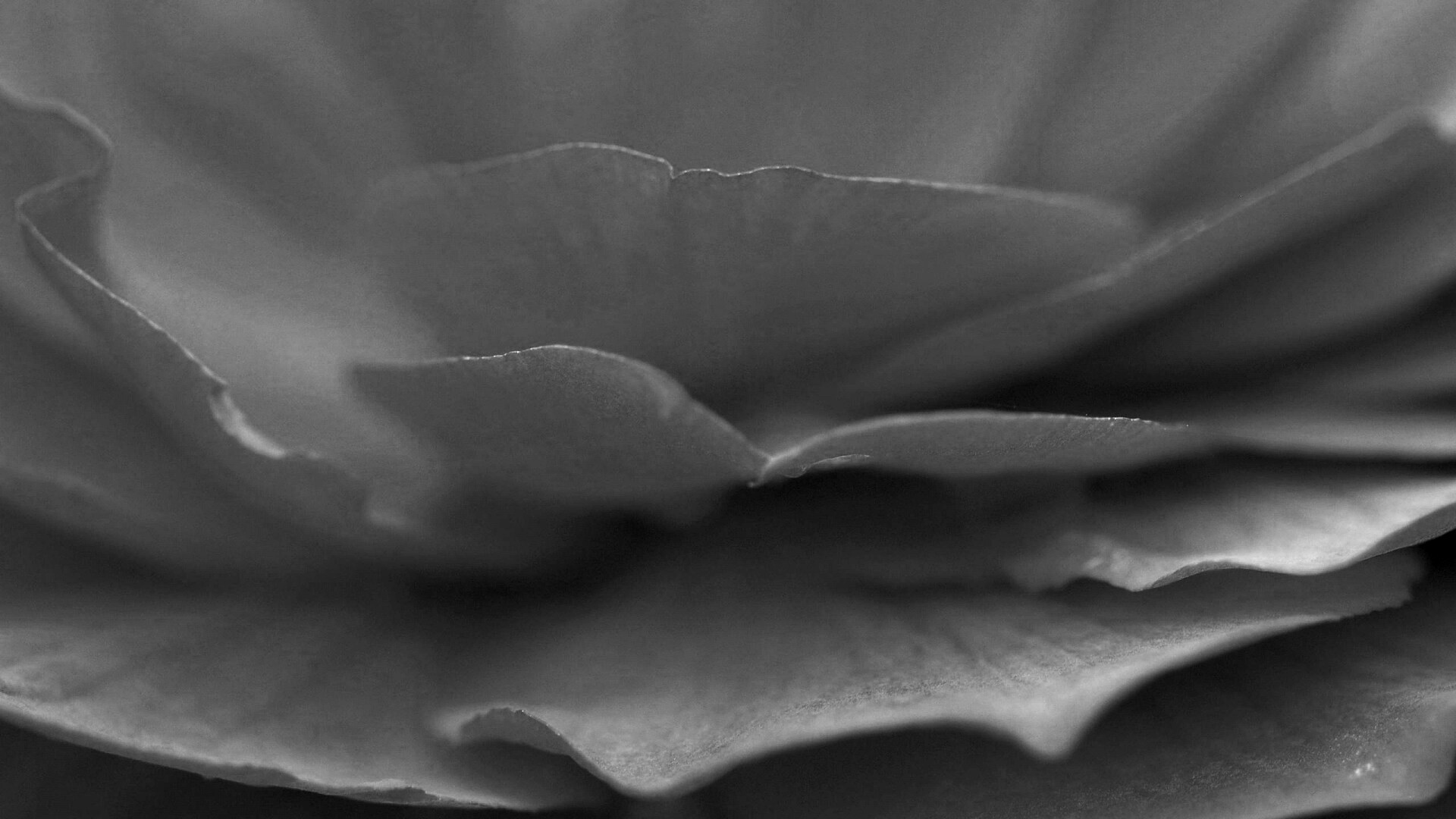 Лепестки красного цветка обои