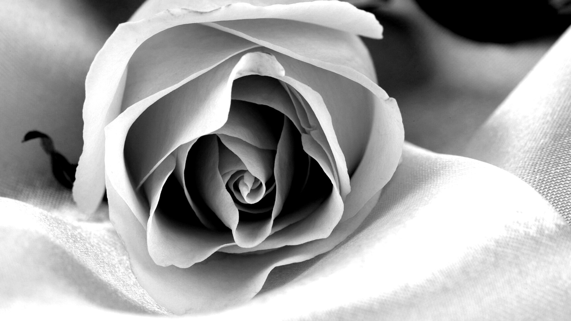 Нежная роза обои