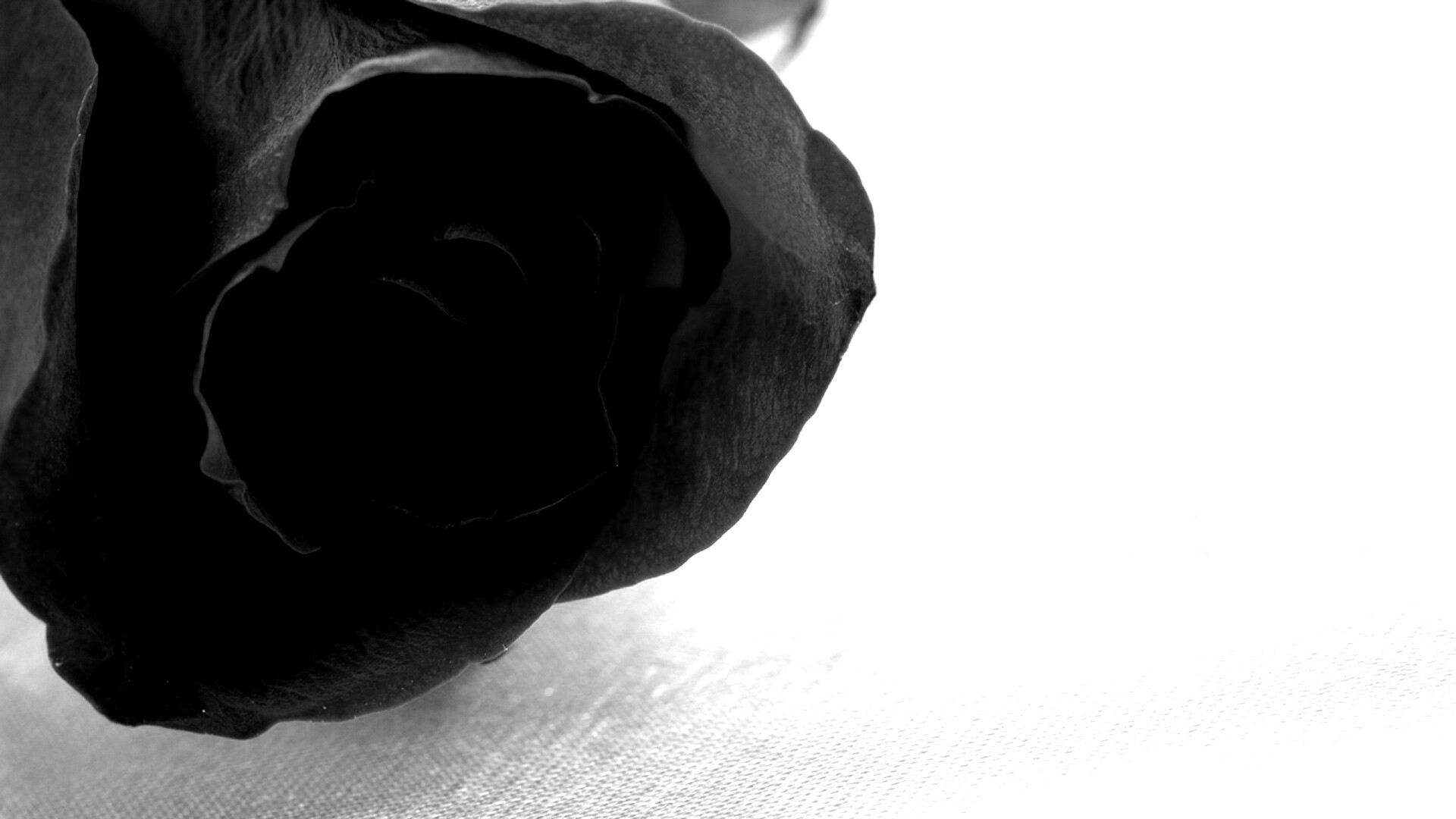 Красная роза обои