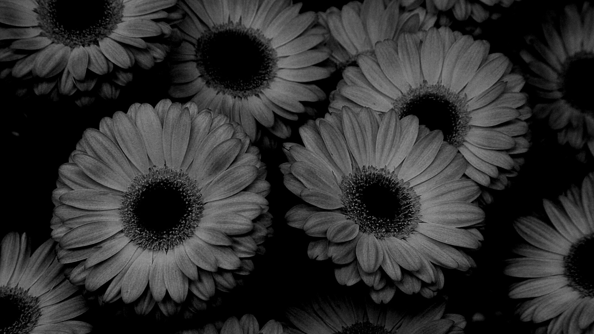 Желтые герберы обои