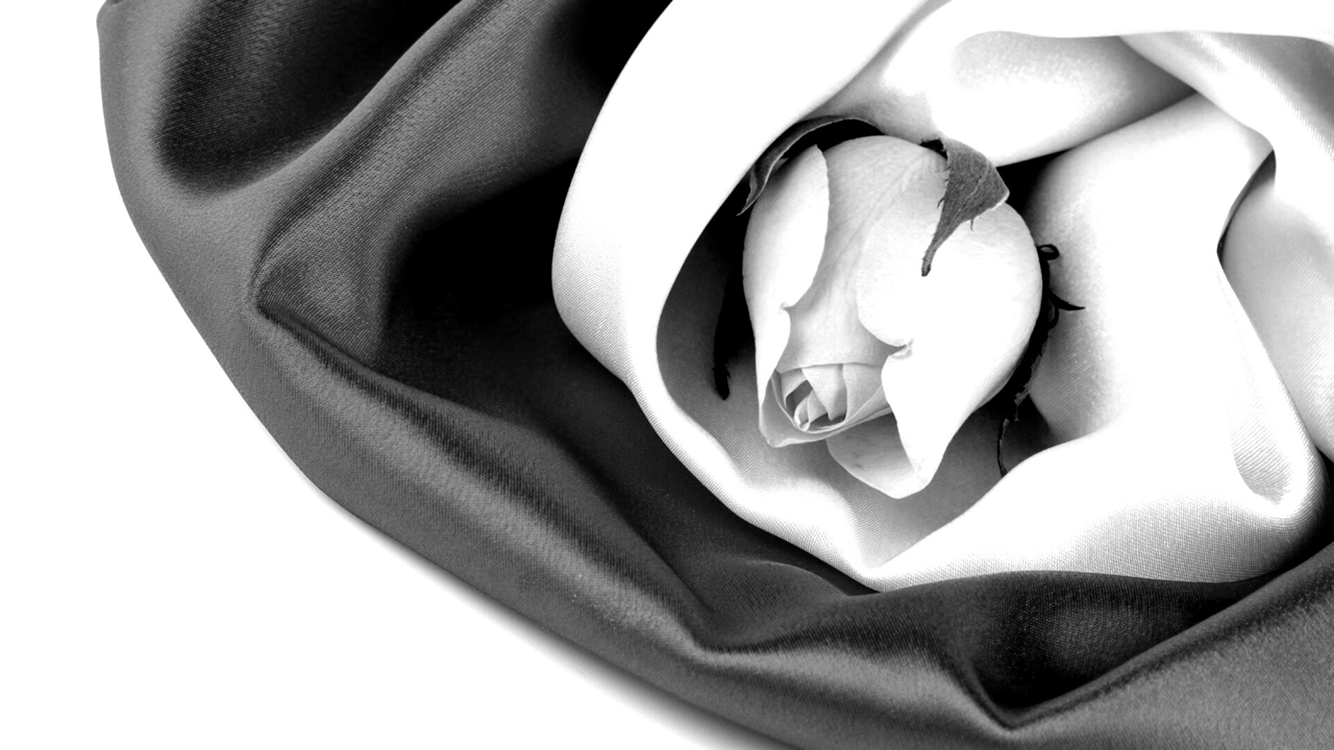 Нераспустившийся цветок розы в шелке обои