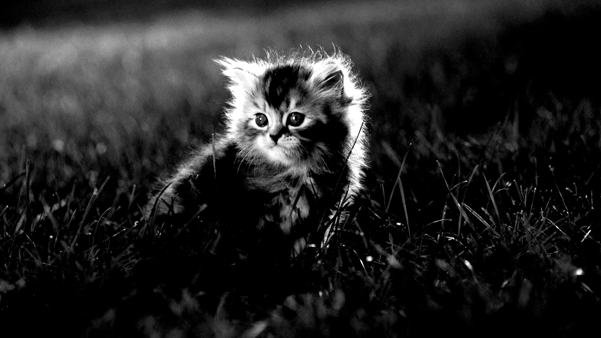 Пушистый котенок в траве обои