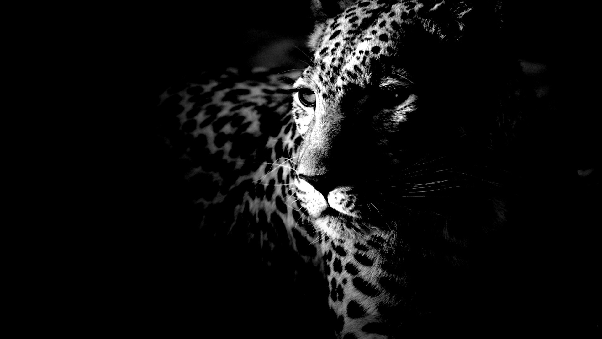 Леопард обои