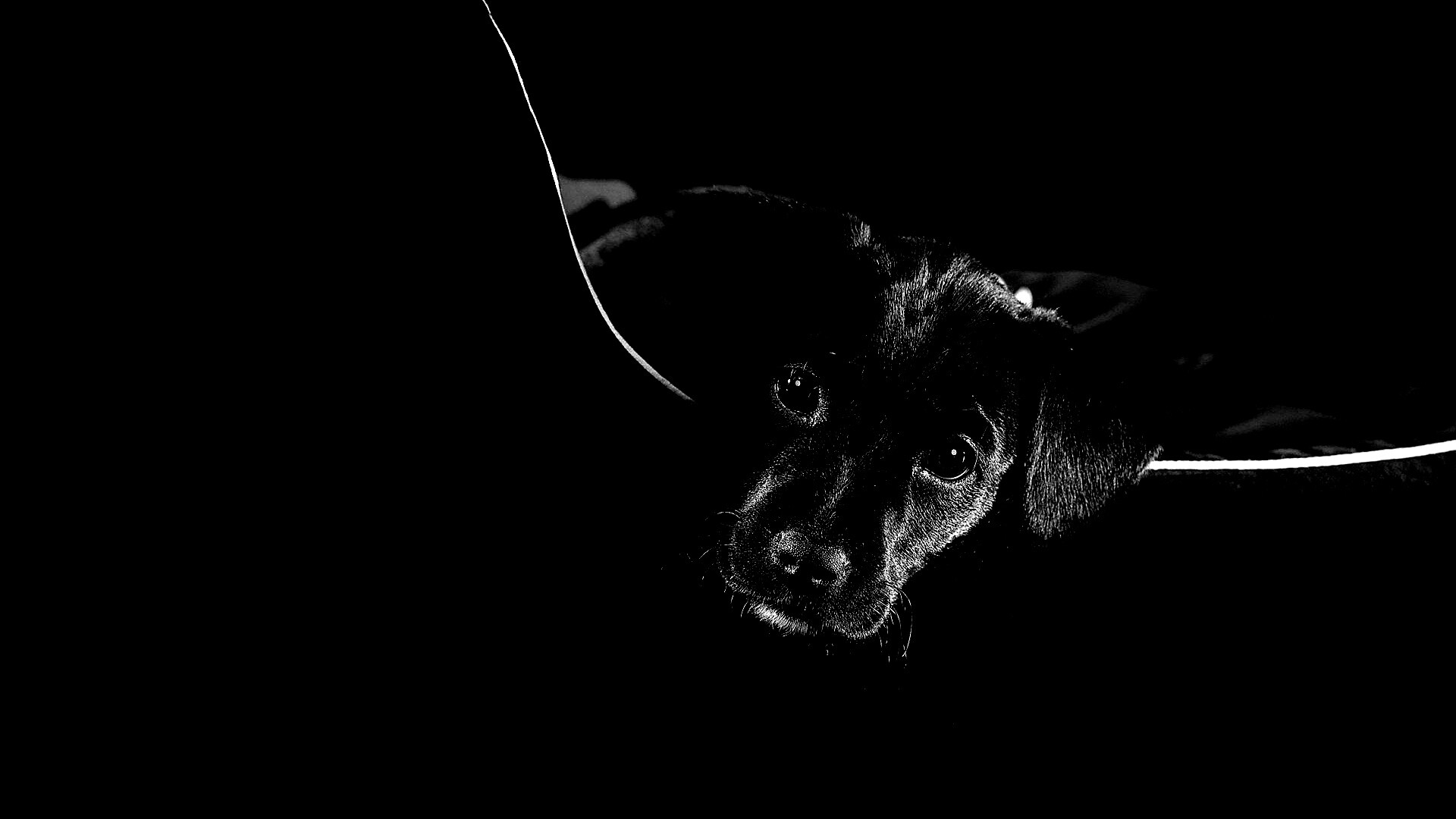 Собачка в сумке обои