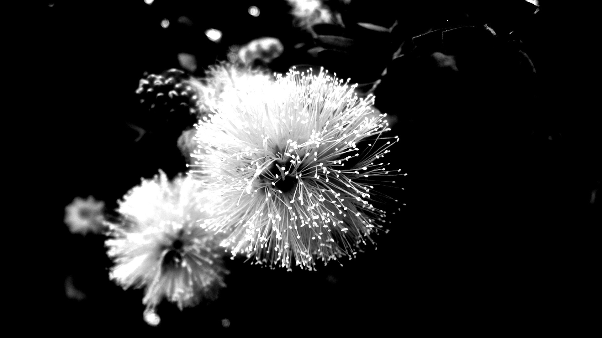 Сказочный цветок обои