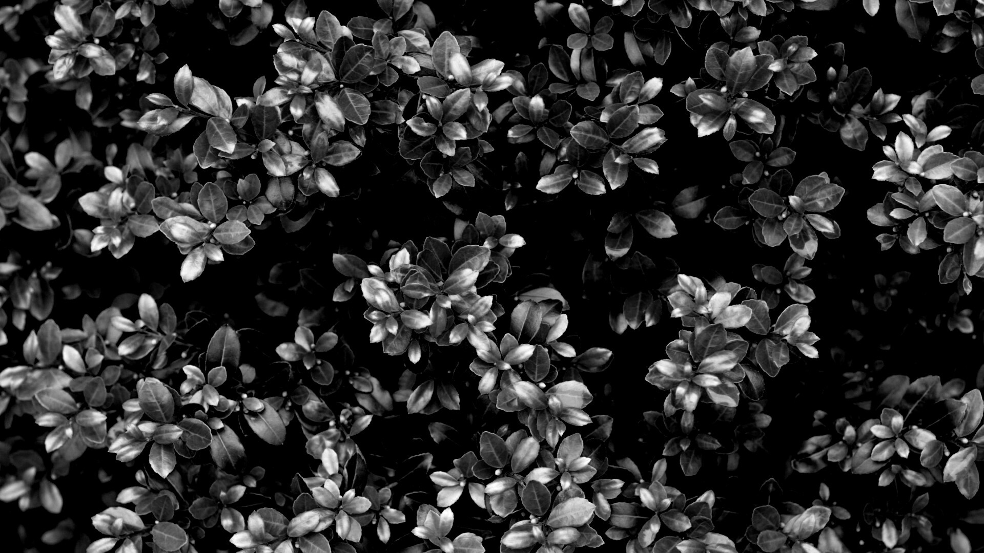 Густая листва обои