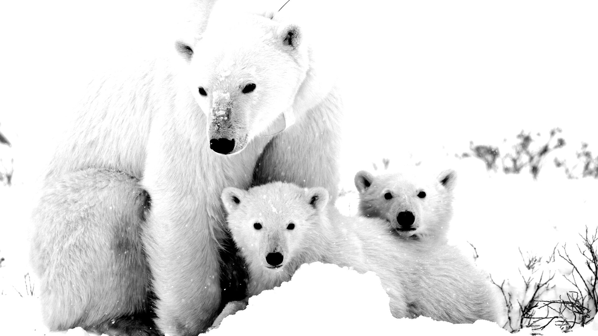 Белые медведи обои