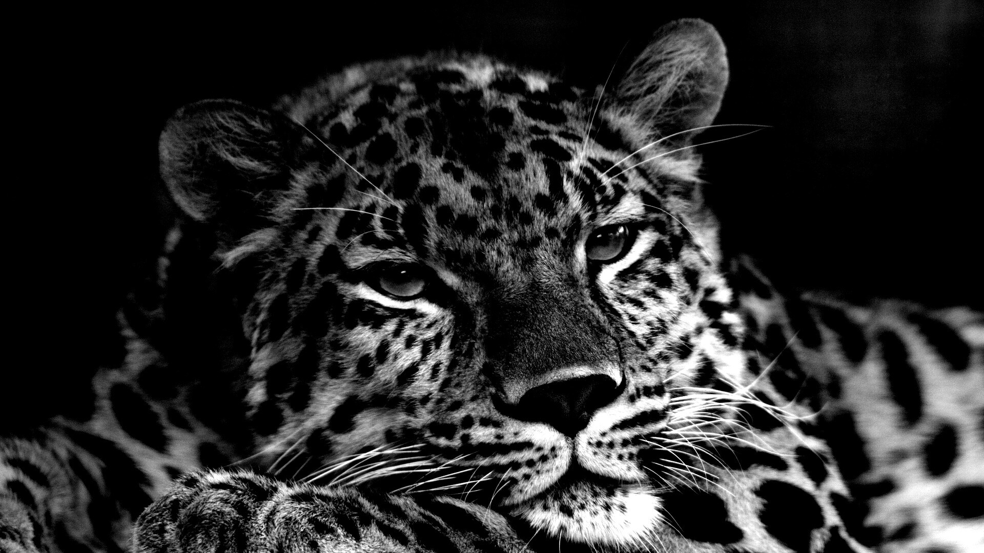 Злопасный ягуляр обои