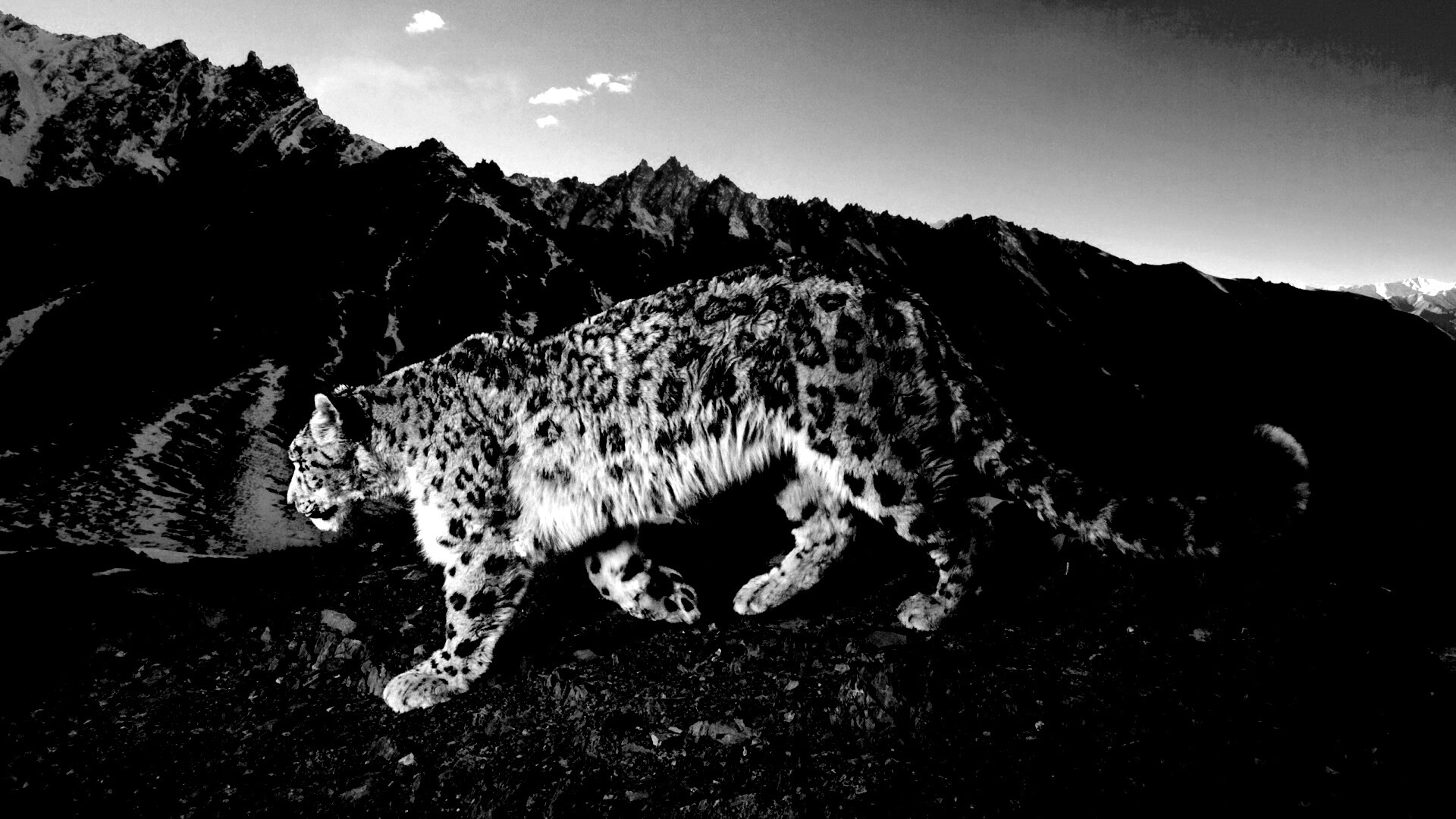 Леопард обои