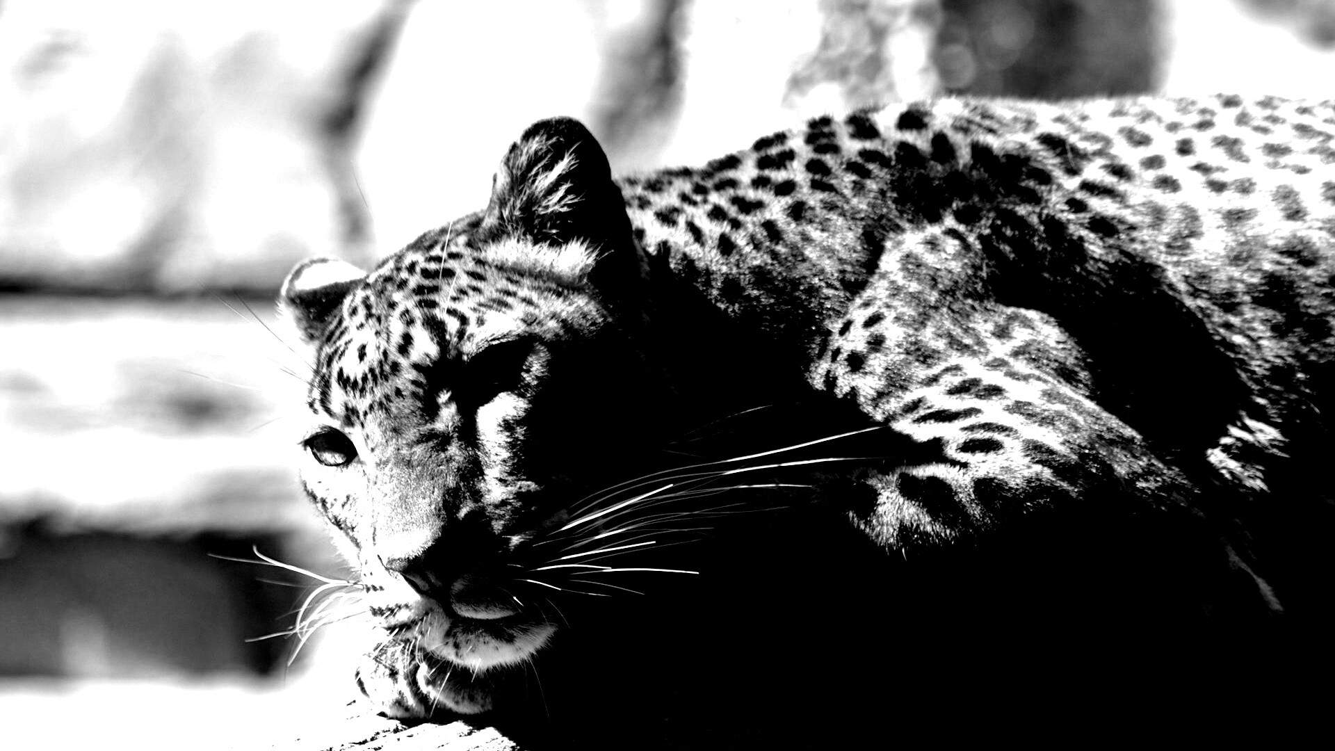 Отдых леопарда обои