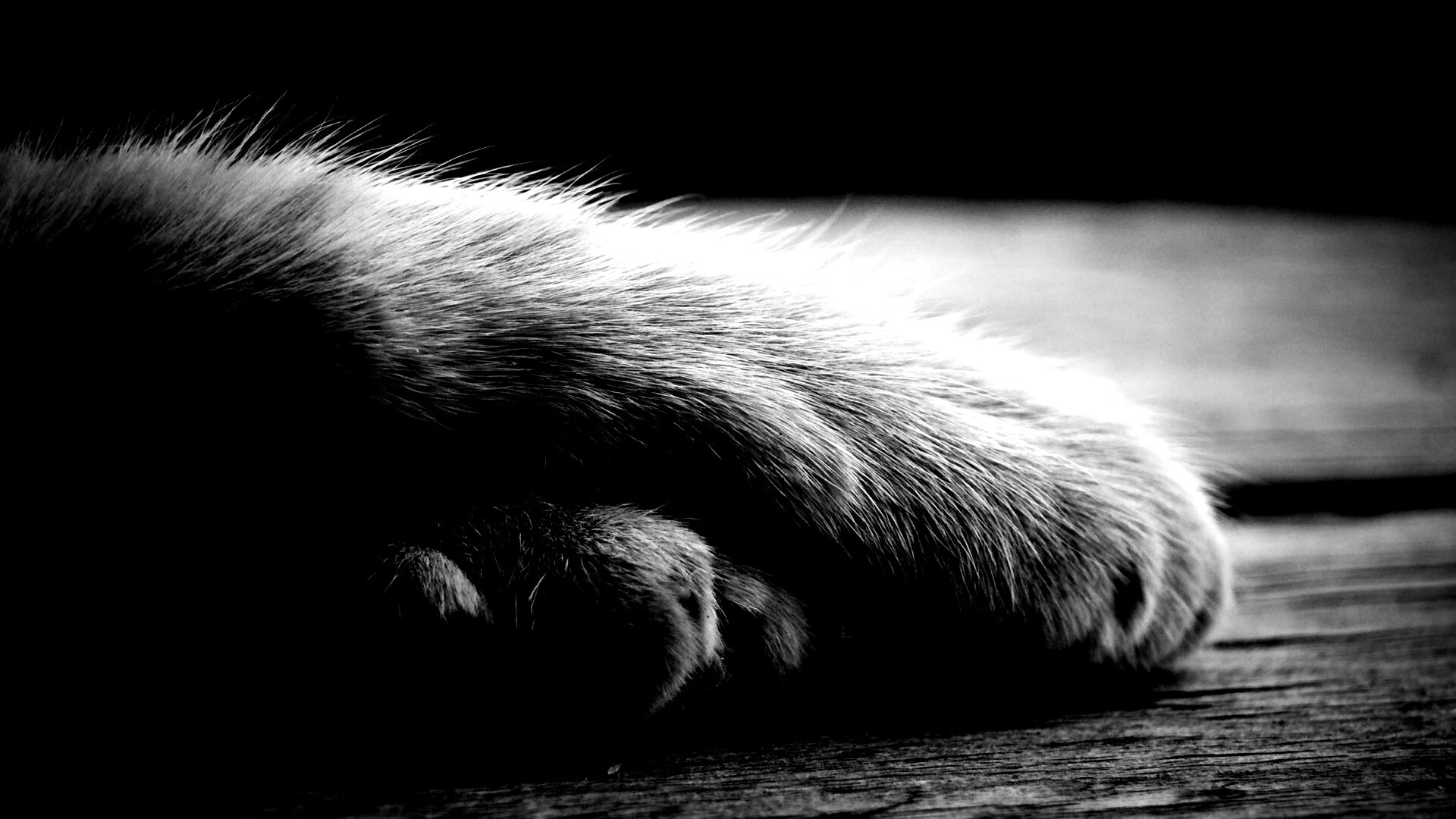 Мягкие лапки обои