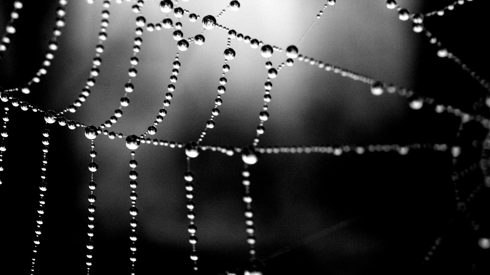 Капли на паутине обои