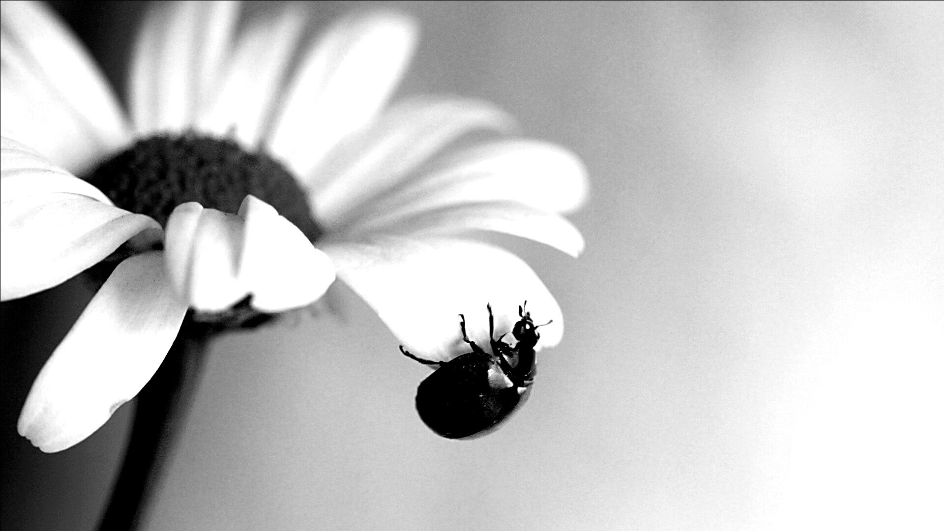 В гости к ромашке обои